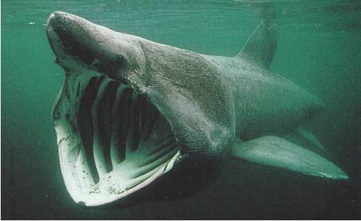 Le Requin L zard Chlamydoselachus Anguineus Requin L zard